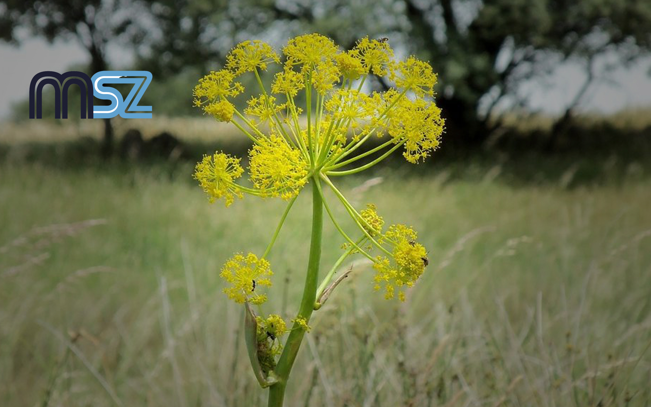 ASAFOETIDA