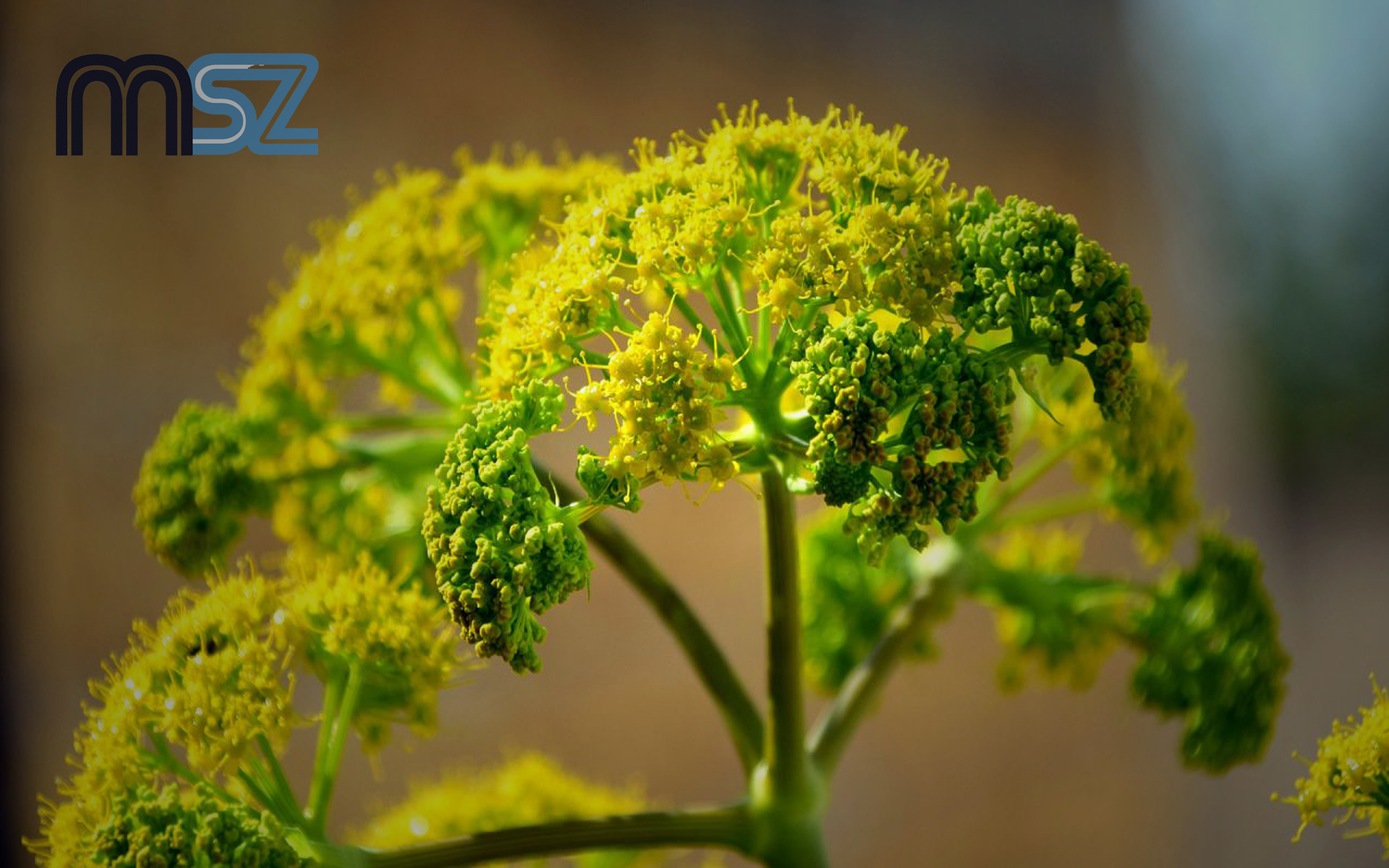 ASAFOETIDA